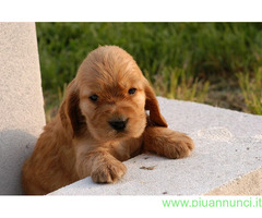 Cocker Spaniel maschietti