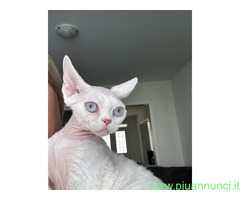 Cerco in regalo gatta femmina Devon Rex dispon