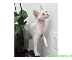 Cerco in regalo gatta femmina Devon Rex dispon