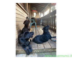 Cuccioli Labrador