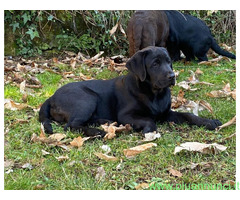 Cuccioli Labrador