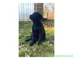 Cuccioli Labrador