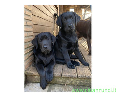 Cuccioli Labrador