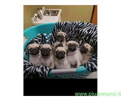 In regalo Cuccioli di carlino super addo